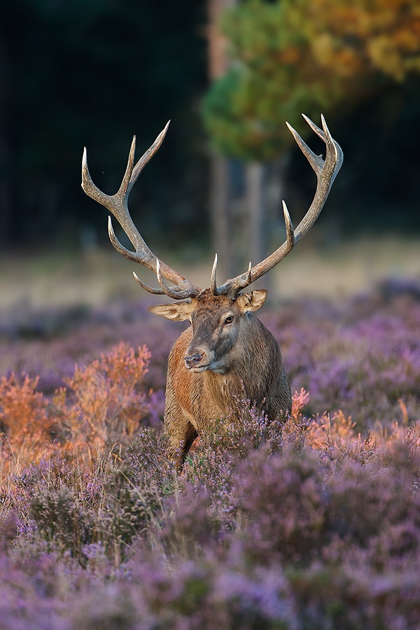 Deer post. - The photo, Deer, Artiodactyls, Animals, Nature, Forest, Longpost, Deer