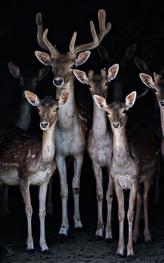 Deer post. - The photo, Deer, Artiodactyls, Animals, Nature, Forest, Longpost, Deer