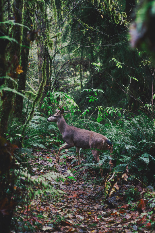 Deer post. - The photo, Deer, Artiodactyls, Animals, Nature, Forest, Longpost, Deer