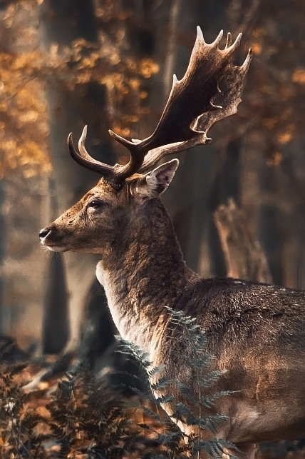 Deer post. - The photo, Deer, Artiodactyls, Animals, Nature, Forest, Longpost, Deer