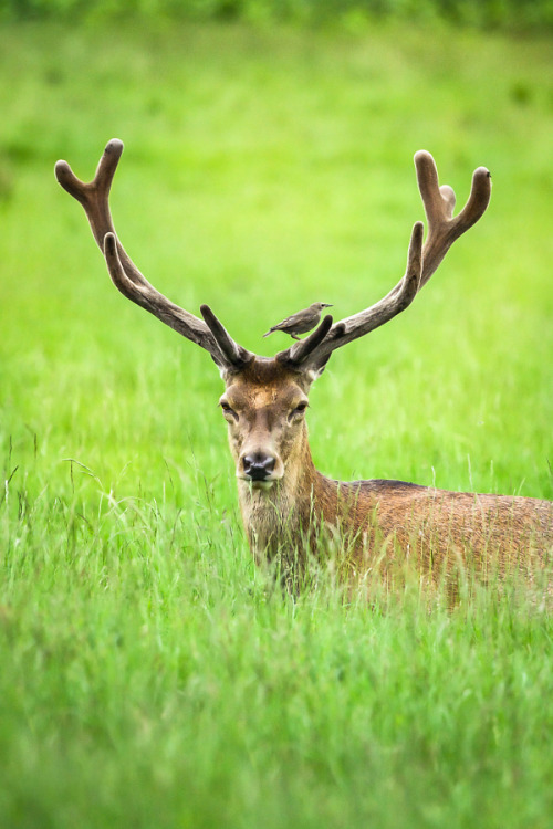 Deer post. - The photo, Deer, Artiodactyls, Animals, Nature, Forest, Longpost, Deer