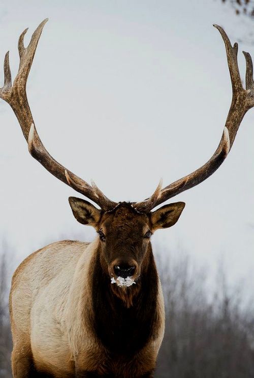 Deer post. - The photo, Deer, Artiodactyls, Animals, Nature, Forest, Longpost, Deer