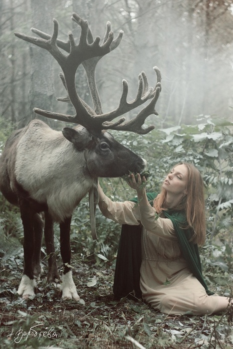 Deer post. - The photo, Deer, Artiodactyls, Animals, Nature, Forest, Longpost, Deer