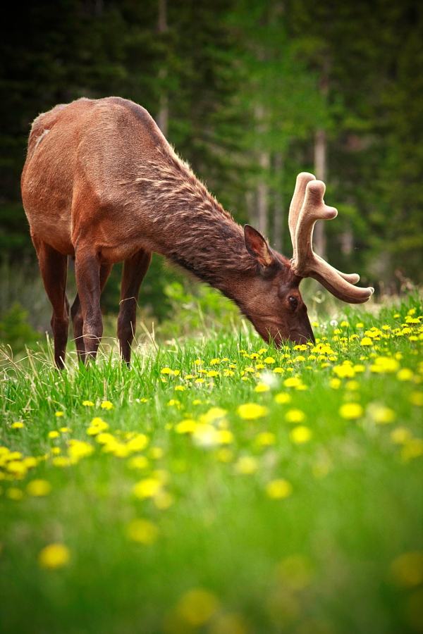 Deer post. - The photo, Deer, Artiodactyls, Animals, Nature, Forest, Longpost, Deer