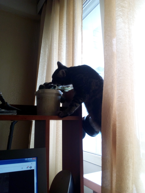 My cat was caught red-handed... - Cactus, Casus, Something like this, My, cat, Longpost, Video