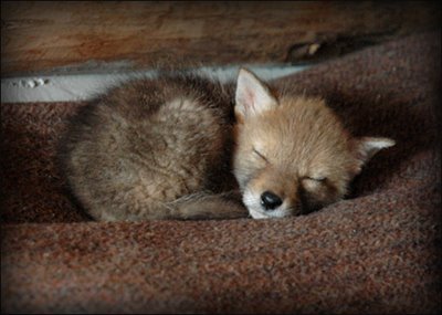 sleeping coyote - Dream, Coyote, Milota, , Animals