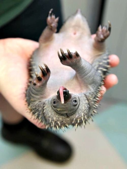 little echidna - Echidna, Milota