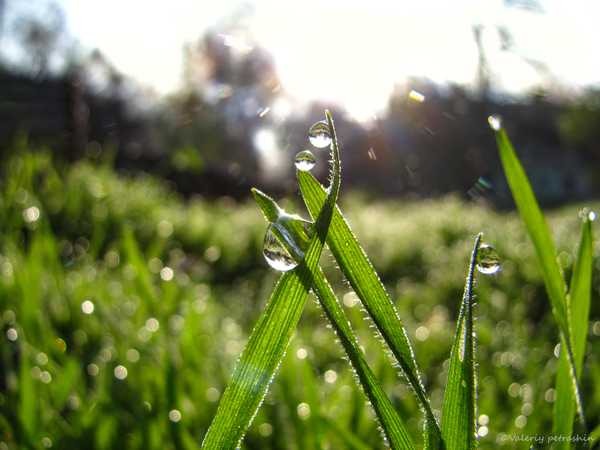 Spring morning - My, Morning, dawn, Grass, The photo