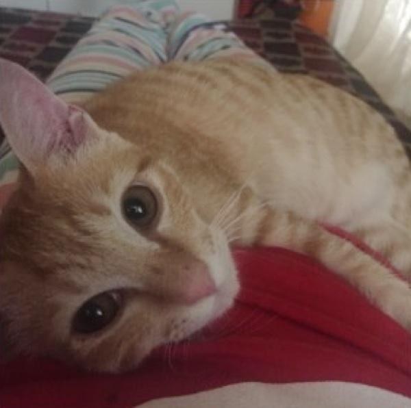 Little ginger kitten was found under a car and adopted - Animals, The rescue, cat, Kindness, Longpost