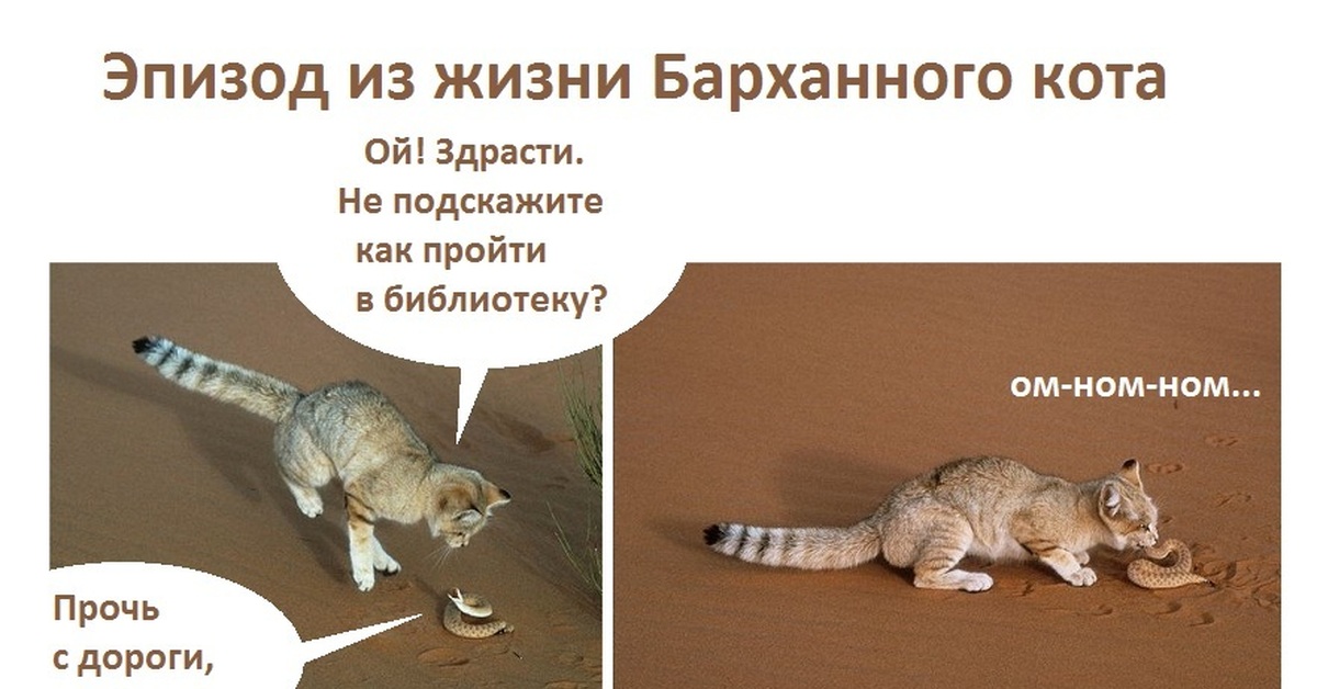 Не подскажите как пройти в библиотеку. Барханный кот и змея. Барханный кот. Барханный кот ест змею. Барханный кот Мем