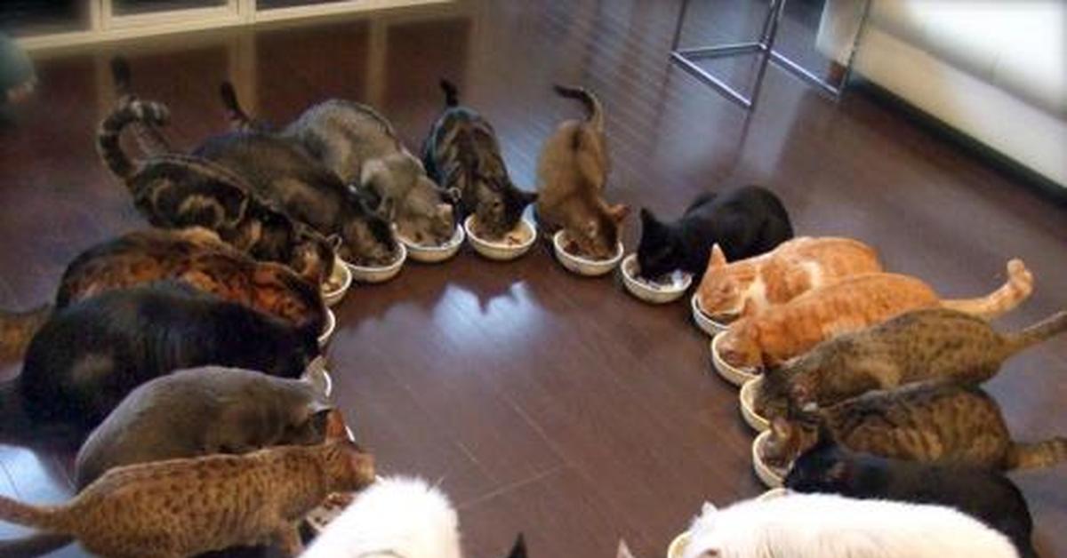 Кошка и 10 котят. Много котов. Куча котов в квартире. Много котов в ряд. 10 Котов.
