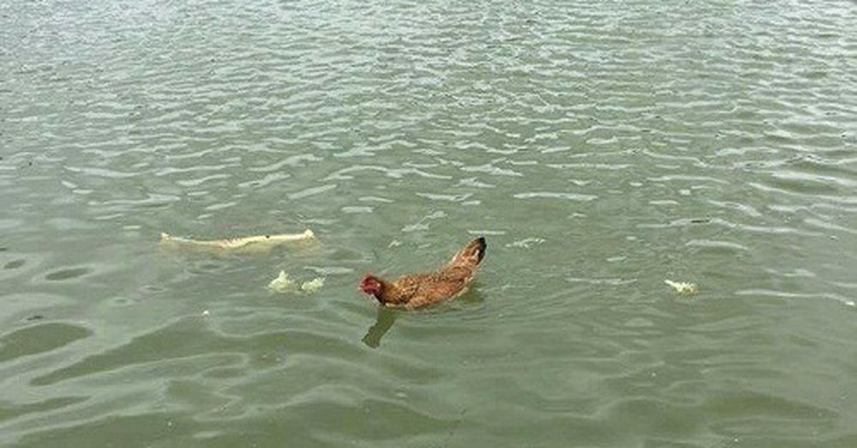 Вода в куре. Курица плывет. Курица плавает. Курица плавает в воде. Плавающая Курочка.