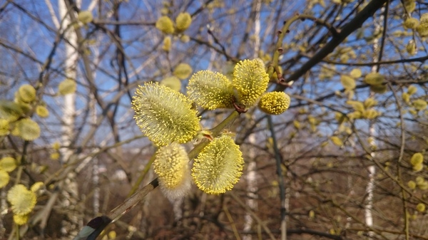 Allergy sufferers with spring! - My, Spring, Pussy willow, Bloom, Nature