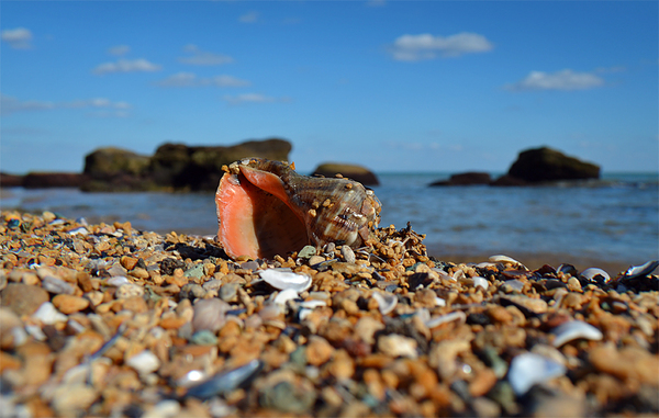 Summer. - Моё, Фотография, Елена Никулина, Черное море, Раковина, Пляж, Лето, Nikon d3100