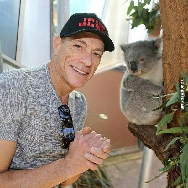 Confused Koala: - Koala, Actors and actresses, 