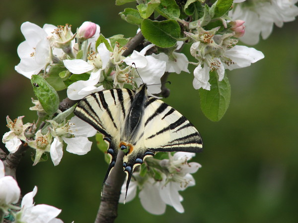 Butterfly on an apple tree. - My, Butterfly, Apple tree, Bloom, The photo, Sevastopol