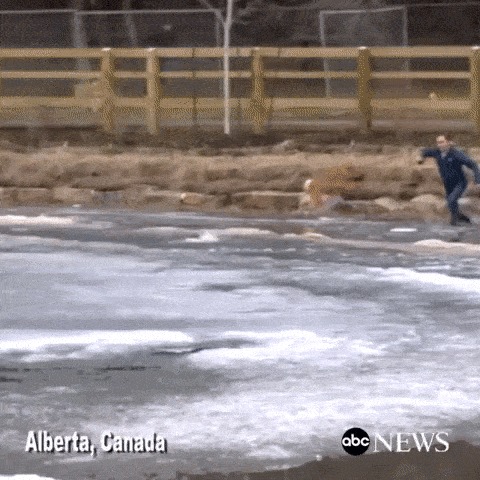 Спасение собаки Собака, Спасение, Холодная вода, Человек, Собака и человек, Собаки и люди, Лед, Гифка