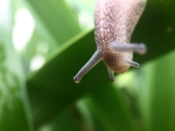 Snail. Macro - My, The photo, Nature, Who gets up early, Macro, Macro photography