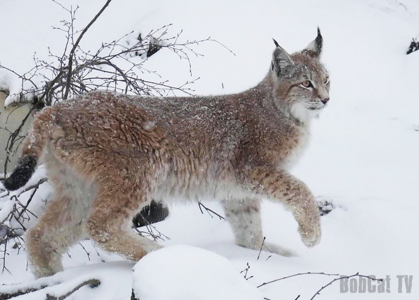 April walk with a trot near St. Petersburg - Dog, Katyavaleeva, April, Spring, Snow, My, Lynx