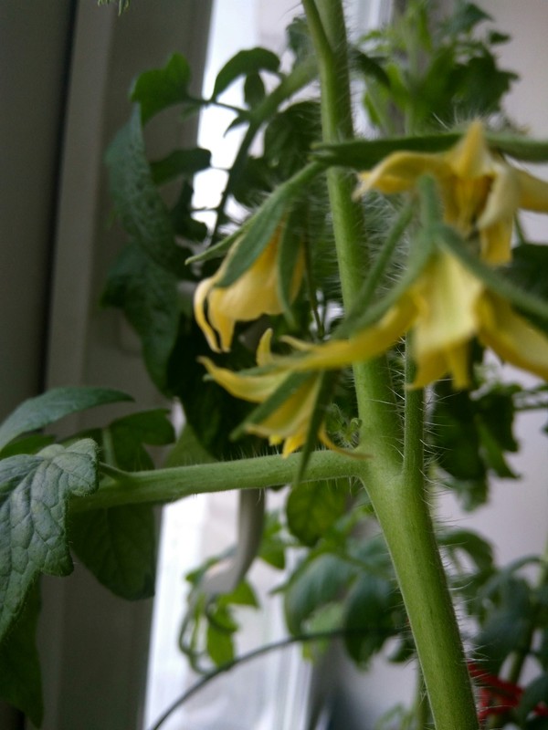 Window sill grower and flowering tomatoes - My, Tomatoes, Vegetable garden on the windowsill, Bloom, Greenery, Seedling, Garden, Longpost