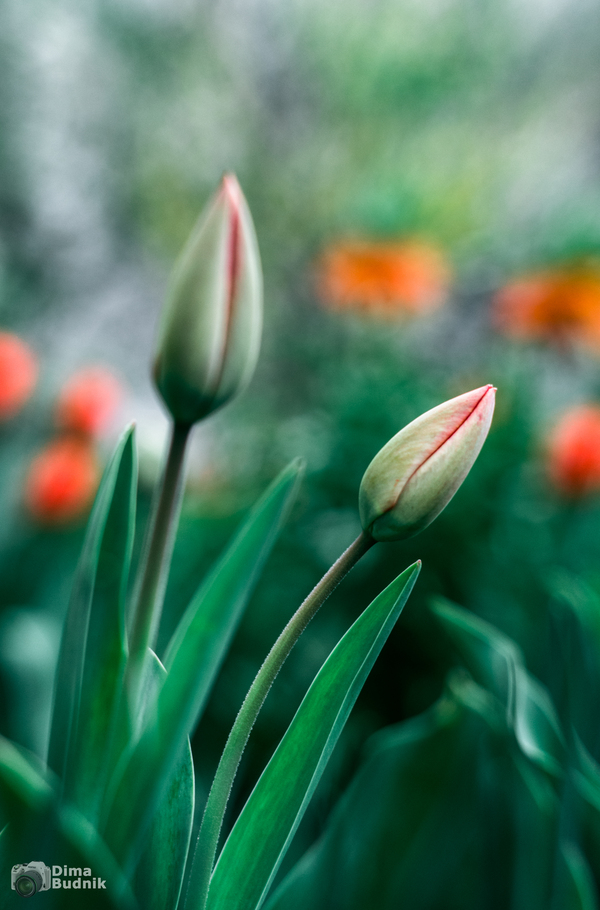 Tulip - My, The photo, Tulips, Spring, My