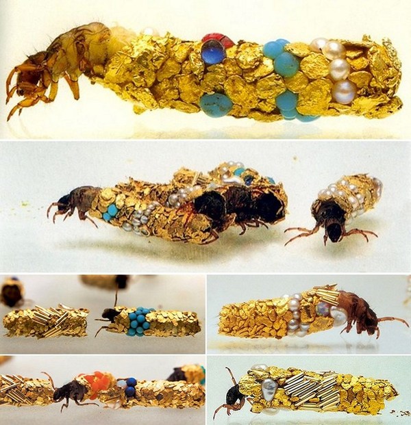 jeweler insects - Insects, Decoration, The science, Biology, Caddis fly, Video, Longpost