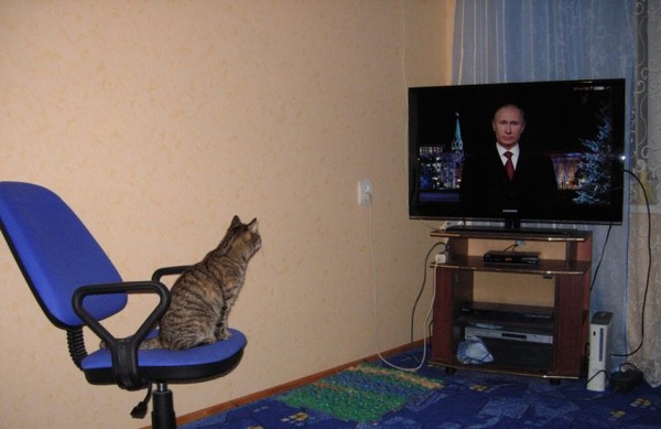 A cat that only listens to one person. - Vladimir Putin, TV set, cat