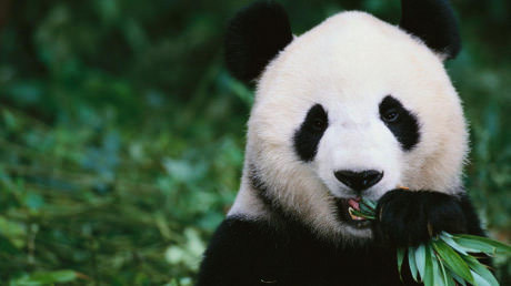 Pandas can't be racist because they're both black, white and also Asian - Panda, Racism, 9GAG