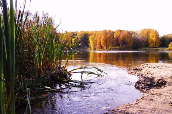 Autumn mood - My, Reeds, Lake, Autumn, Stream