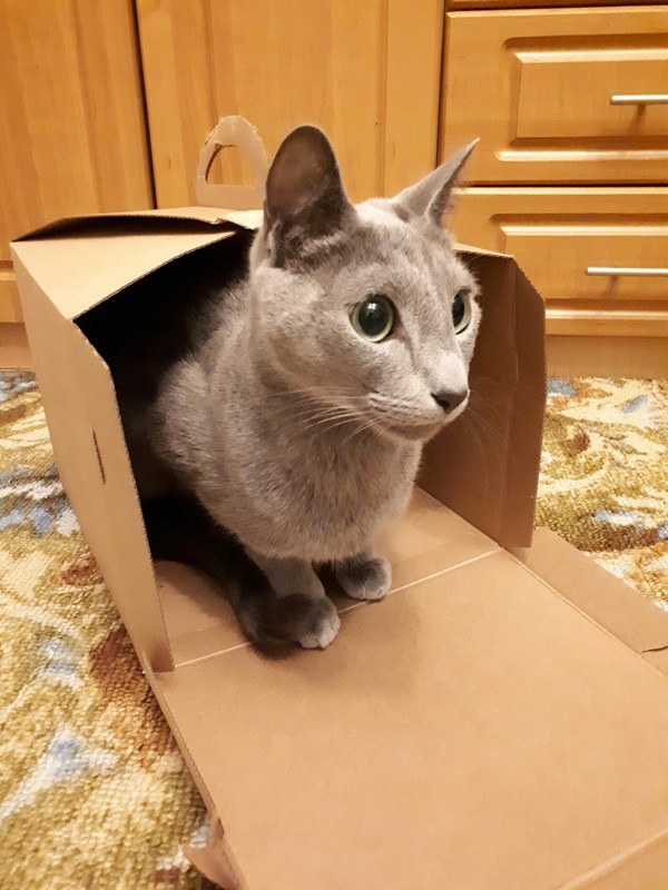 Did you order a cat delivery? - My, cat, Milota, Easter