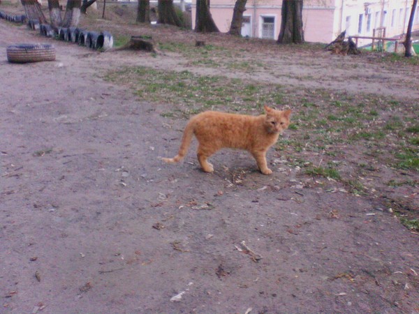 Коты нашего двора 2. В продолжение собственного поста Котомафия, Друзья, Рыжий и Серый, Моё, Длиннопост, Кот