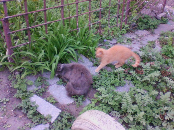 Коты нашего двора 2. В продолжение собственного поста Котомафия, Друзья, Рыжий и Серый, Моё, Длиннопост, Кот