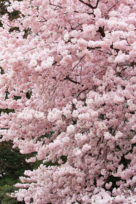 Sakura fubuki in Japan - Sakura, Japan, Nature, , The photo, Longpost