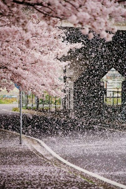 Sakura fubuki in Japan - Sakura, Japan, Nature, , The photo, Longpost