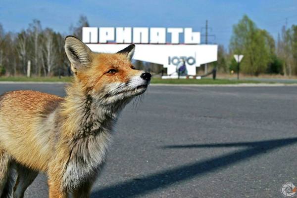 Lis Semyon ^^ - Fox, Animals, Pripyat