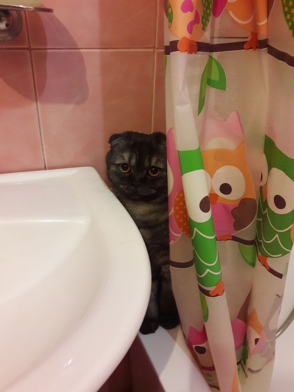 Turn on the water - Bath, Longpost, My, cat