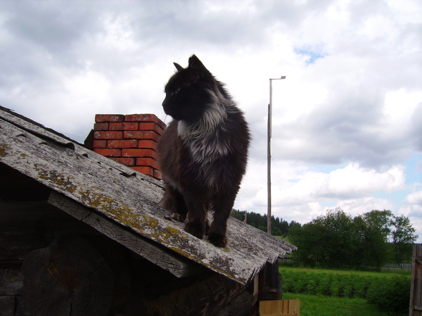rooftop queen - My, cat, , House in the village, Hostess