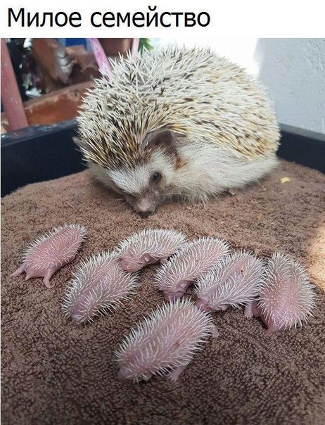 Newborn hedgehogs - Hedgehog, Milota, Curls, Livestock, Newborn, Animals