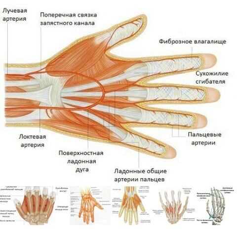 Что что Фиброзное? ) - Тело, Не мое, Анатомия