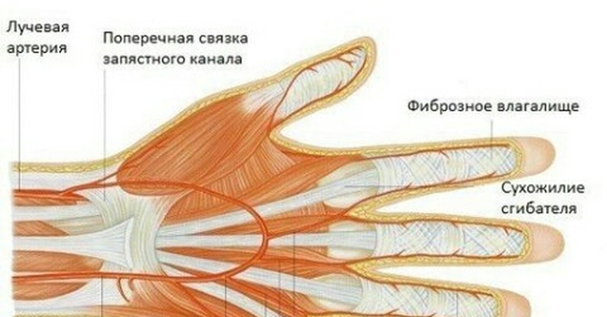 Анатомия пальца руки. Кровеносные сосуды кисти руки человека анатомия. Анатомия кисти сосуды и нервы. Иннервация большого пальца левой кисти. Вены и артерии нервы кисти.