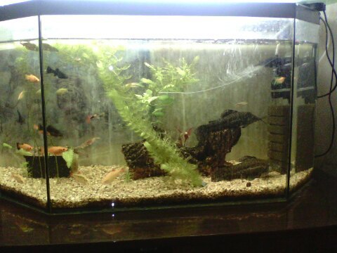 Check out the aquarium. - My, Aquarium, First, Longpost