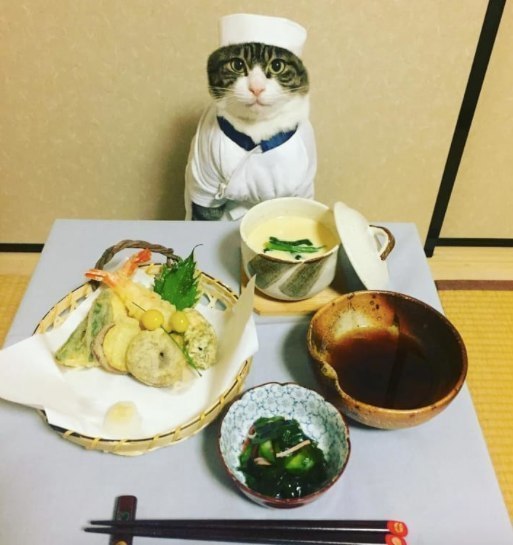 Рисунки кот и повар (42 фото)