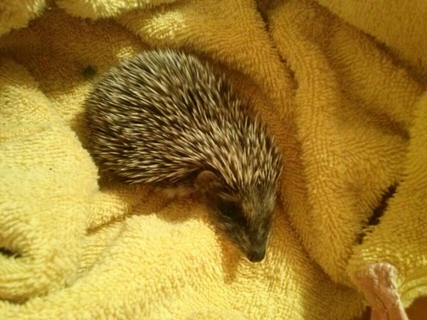 How do we raise a hedgehog. - My, Hedgehog, Animals, Longpost