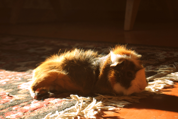 Sunny piggy - The sun, Longpost, Guinea pig, My