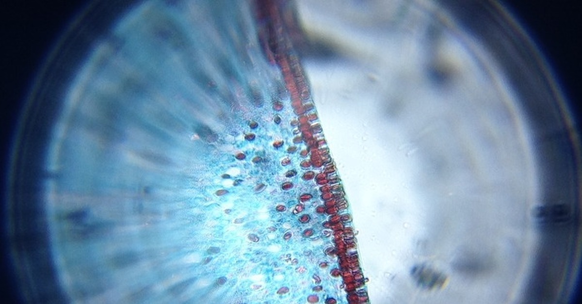 Фото с помощью микроскопа