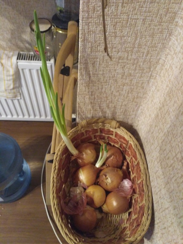 Hydroponics ? - My, Onion, Hydroponics, , I haven't heard