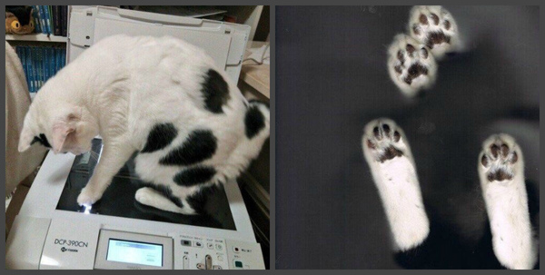 Some printed cats for you - Glass, Paws, Xerox, cat