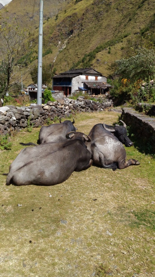 Alone around the dream. Day 11 - Travels, Hike, The mountains, Nepal, Longpost