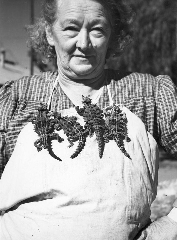 An Australian woman with her pet dragons (Moloch Horridus lizards). - Retro, Interesting, Lizard, The photo, 20th century, Past, Australia