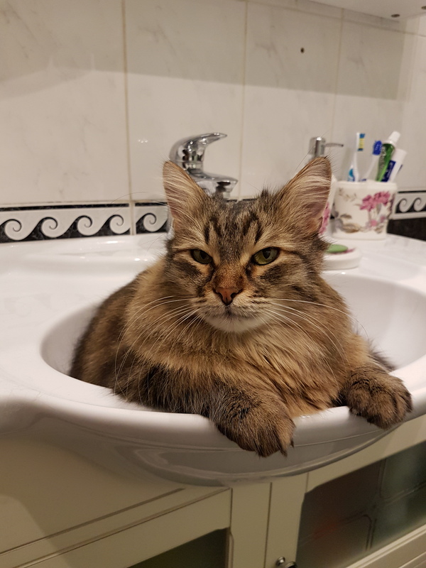 cat in the shell - My, cat, Milota, Sink, The photo